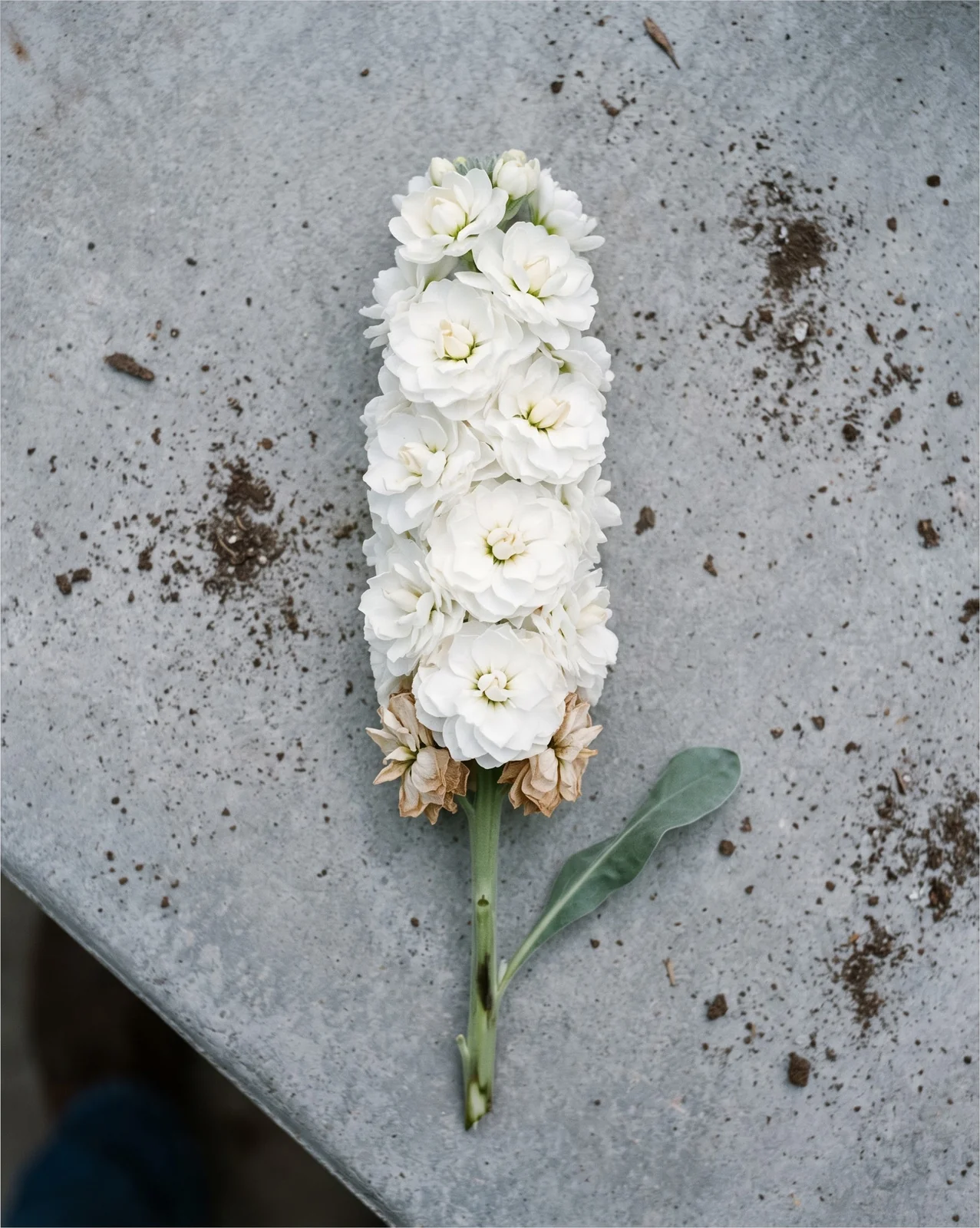 A packed double-flowered stock spike lying alone on a concrete bench under flat even light