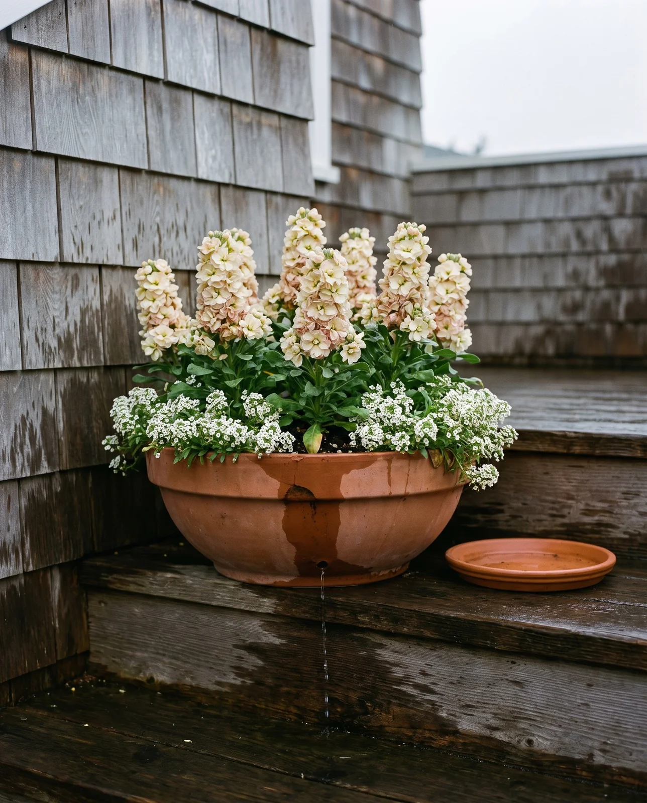 A terracotta pan of compact stock with sweet alyssum at the rim on a shingled porch step in drizzle