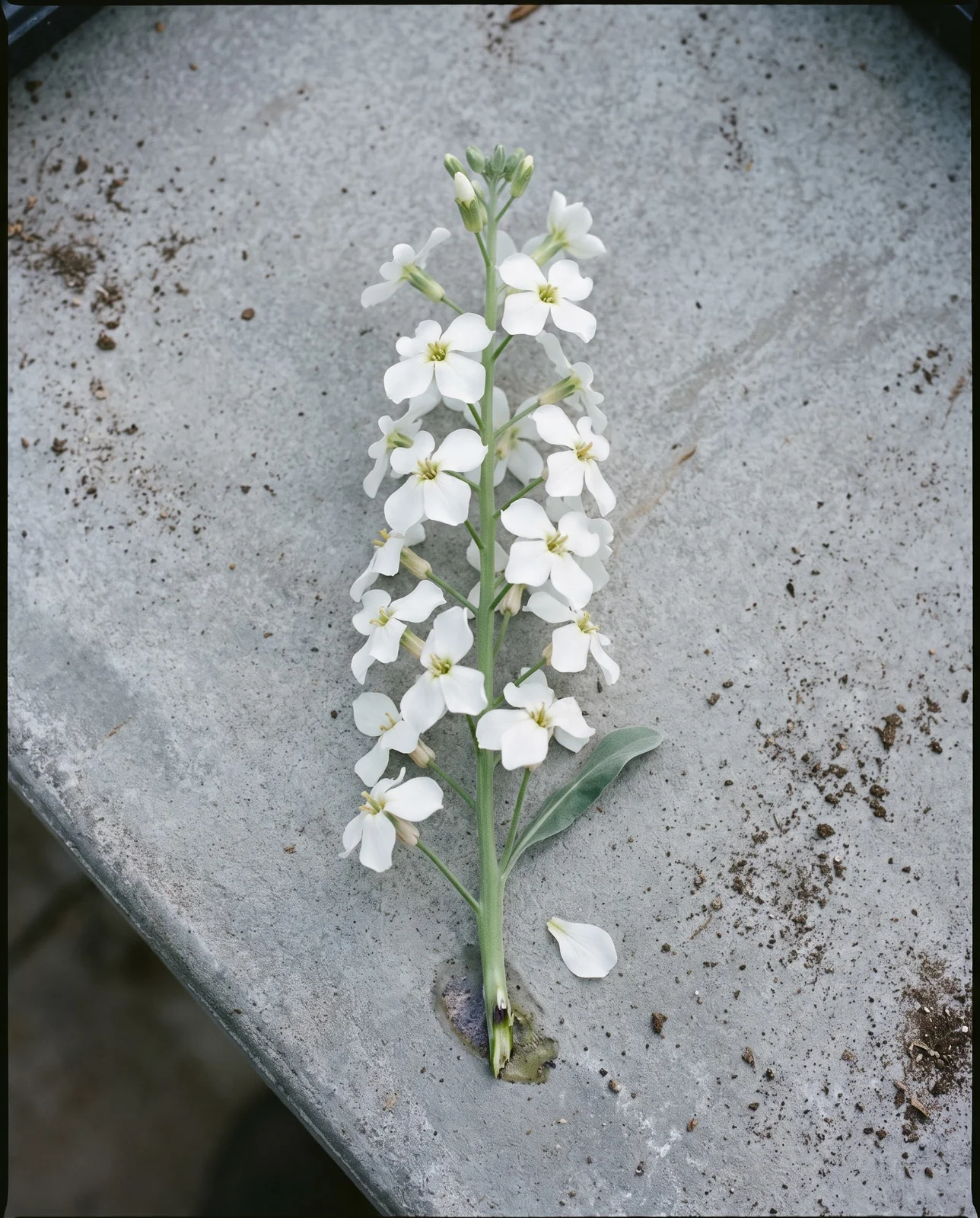 A thin single-flowered stock spike on the same bench and under the same light as the double partner