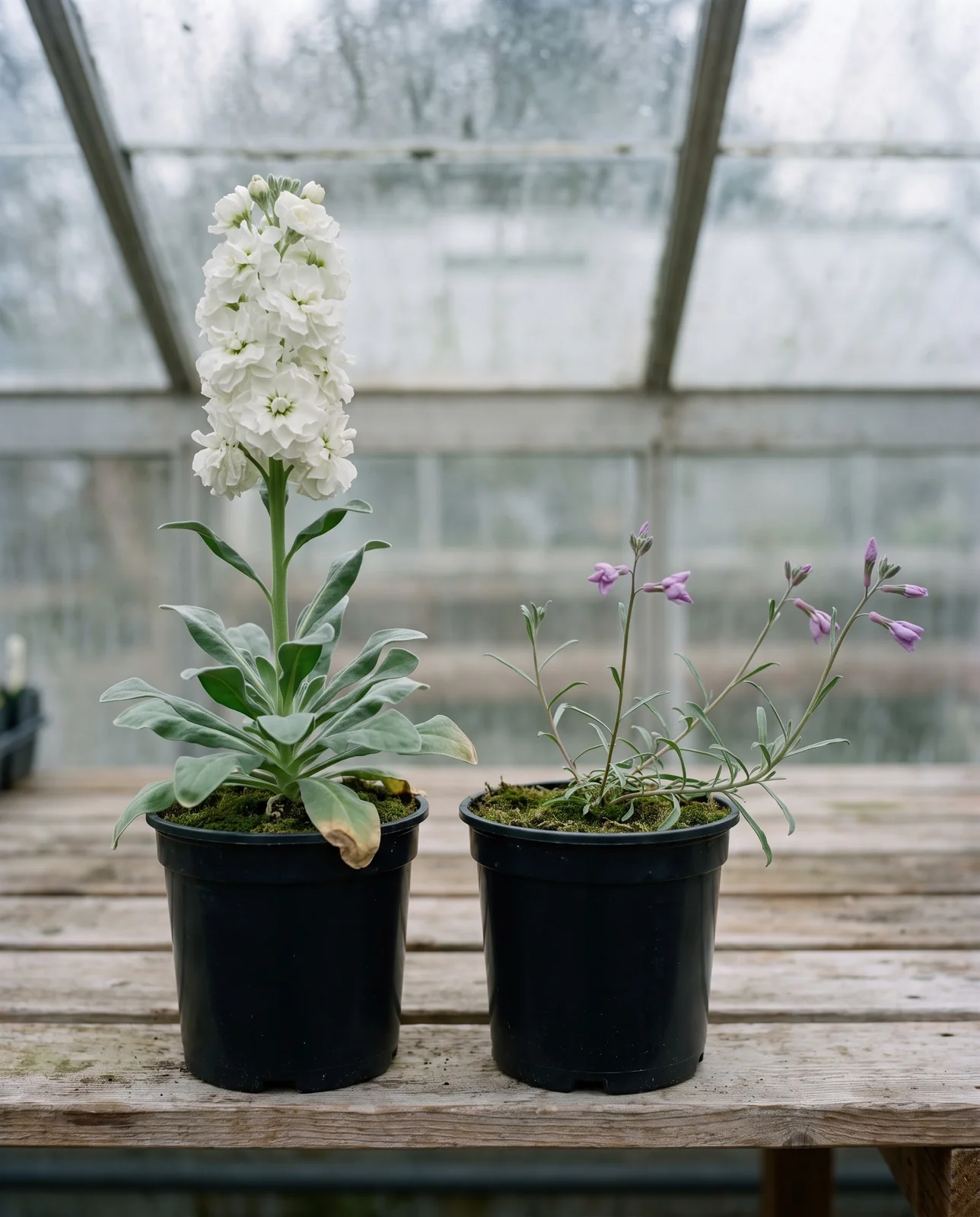 Upright day scented stock beside sprawling night scented stock in matching pots on one nursery bench