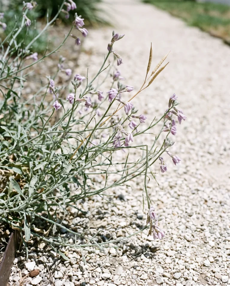 Night scented stock by day: a thin sprawling plant with every flower shut, drab on a gravel path edge