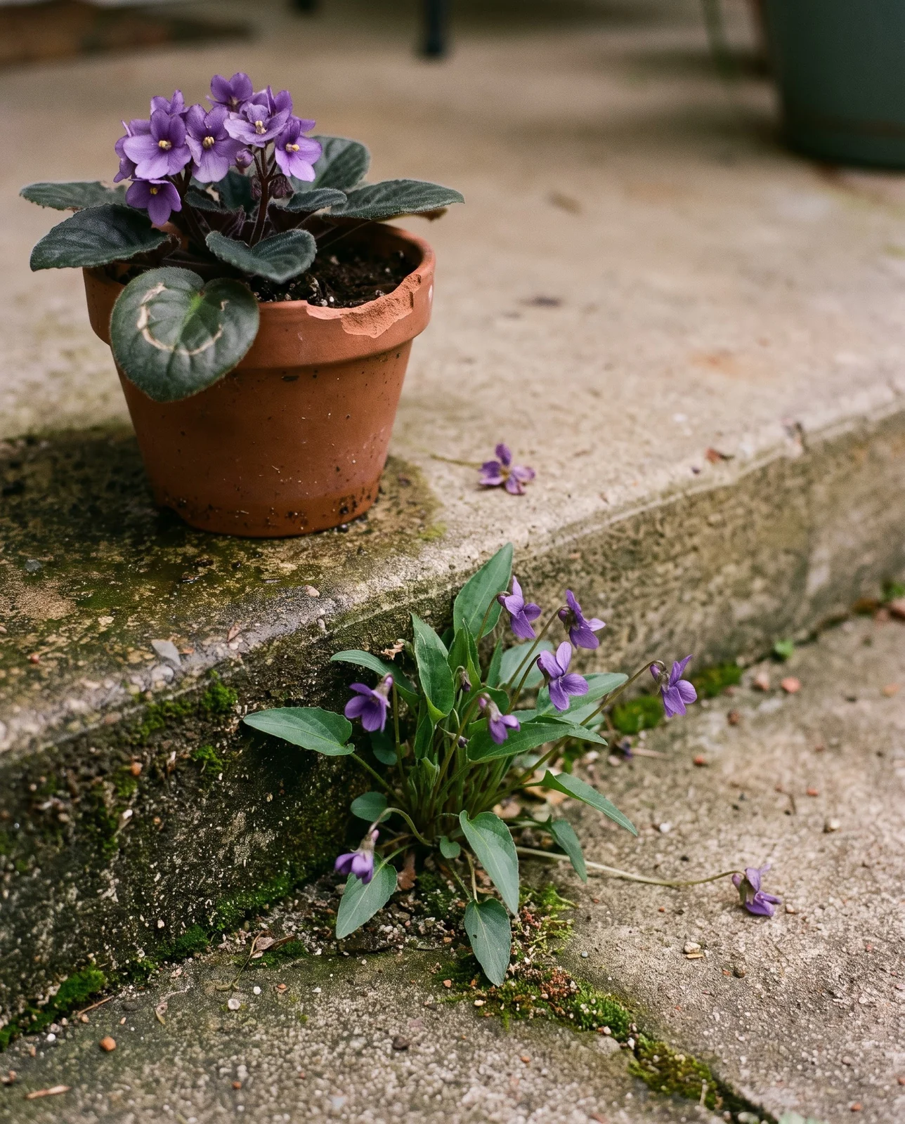 A potted African violet standing on a shaded concrete porch step with a clump of true violets growing at the foot of the step.
