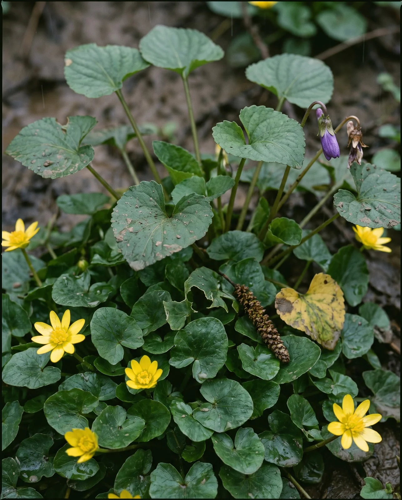 Violet leaves growing up through a mat of lesser celandine, the two leaf shapes readable side by side on a wet bank.