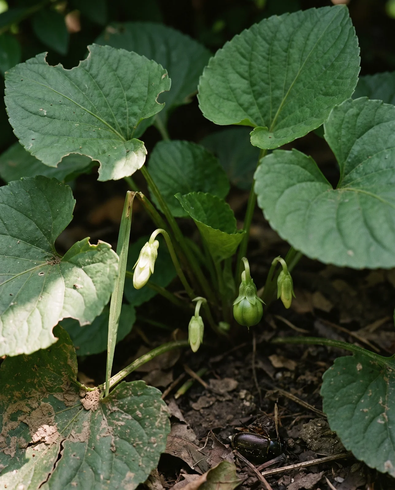 A summer violet plant with no showy bloom, carrying small closed petal-less flowers on bent stalks down in the crown.