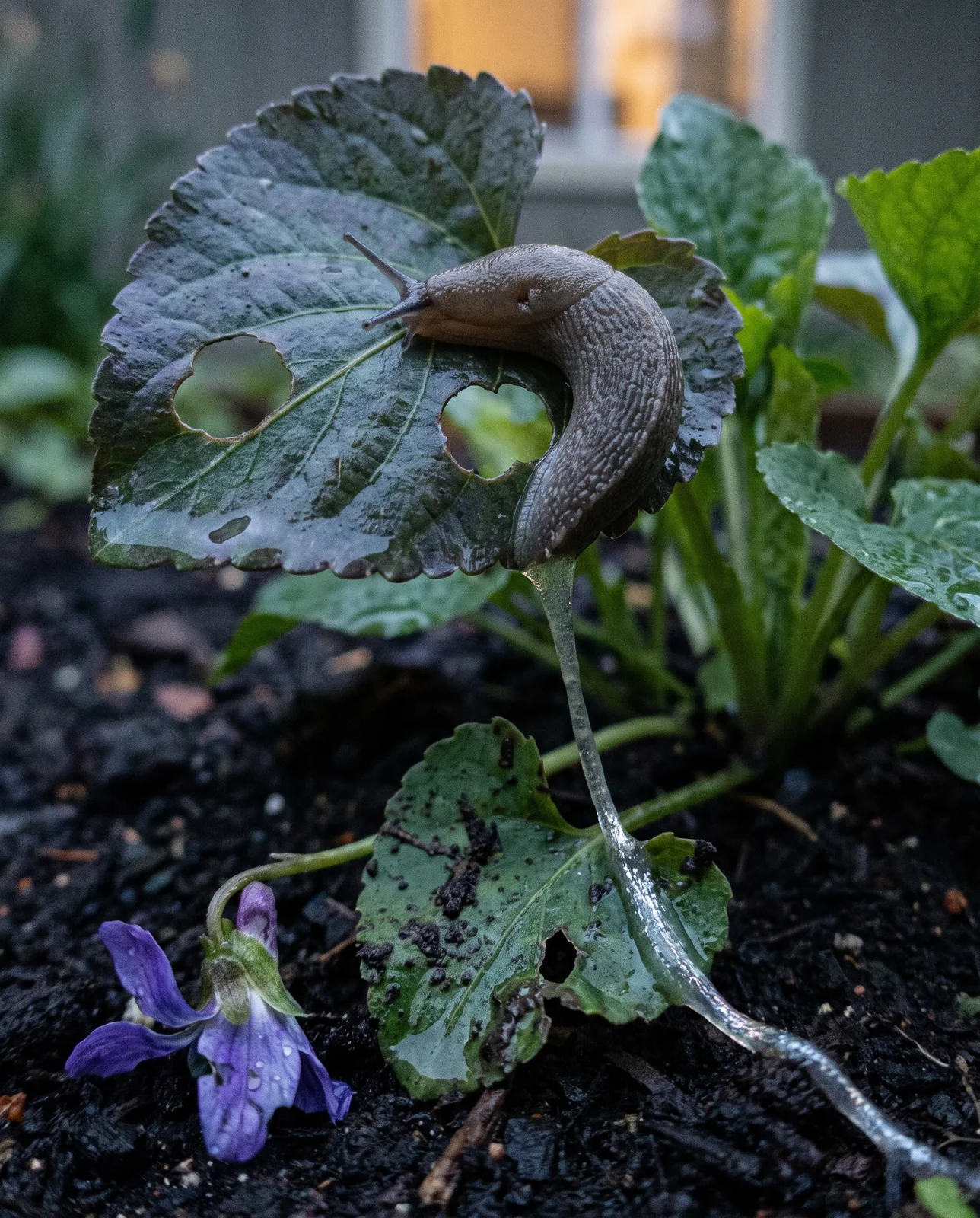 A grey field slug on a chewed violet leaf before dawn, with a silver slime trail running across the leaf and the wet soil.