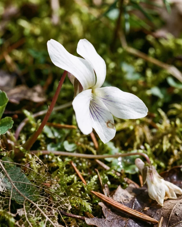 Sweet white violet in profile with the two upper petals swept sharply backward and purple veining on the lower petal.