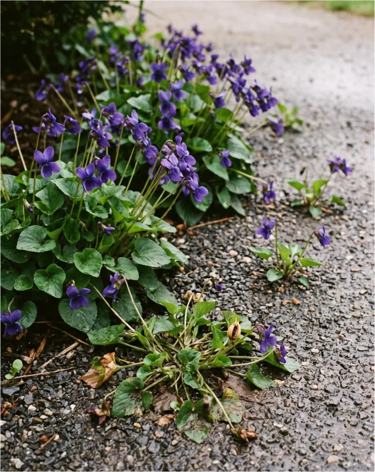 'Queen Charlotte' sweet violet as a wide self-sown patch spilling a foot across the edge of a shaded bed.