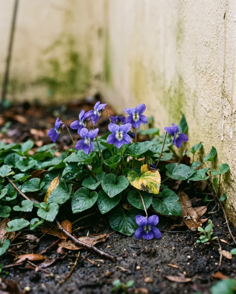 'Royal Robe' sweet violet flowering in a mild-winter courtyard bed in February, blue-purple flowers with a small white eye.