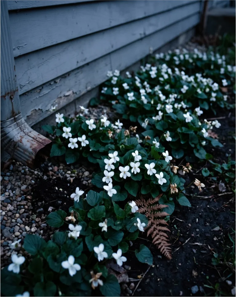 A drift of pure white sweet violets under a north-facing clapboard wall at blue hour.