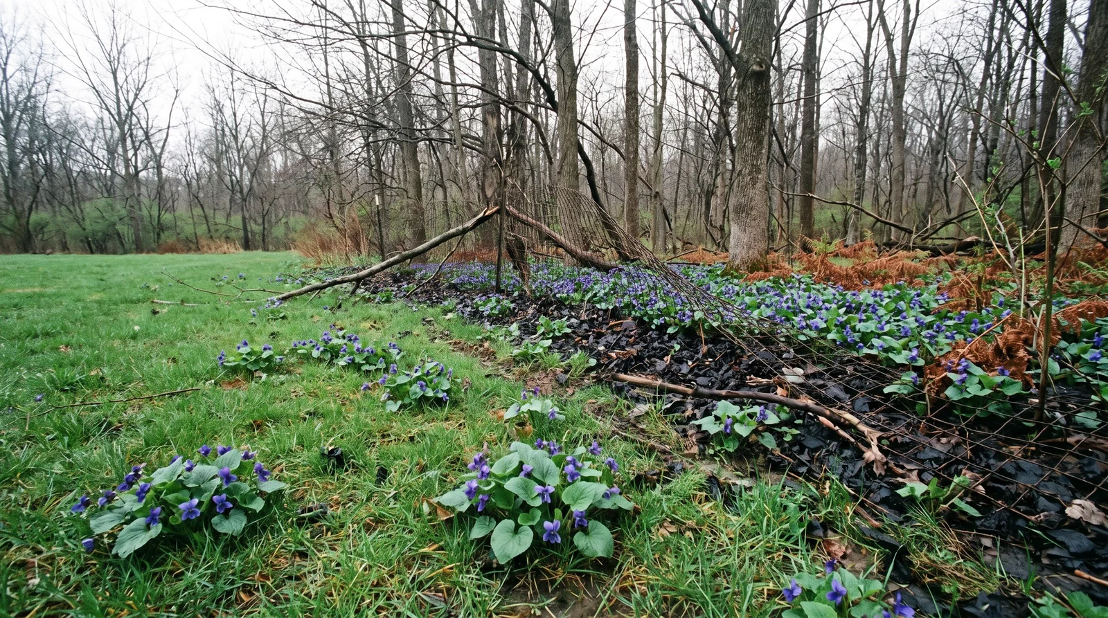 A mown lawn running into a woodland edge, with a colony of native common blue violet thickest where the shade begins.