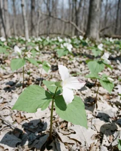 Trillium flower