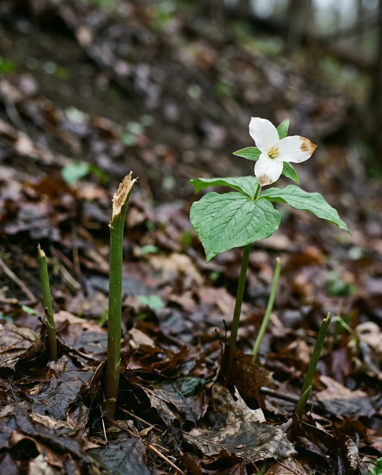 A deer-browsed trillium cropped to a bare stem stub standing beside an untouched flowering plant in the same colony