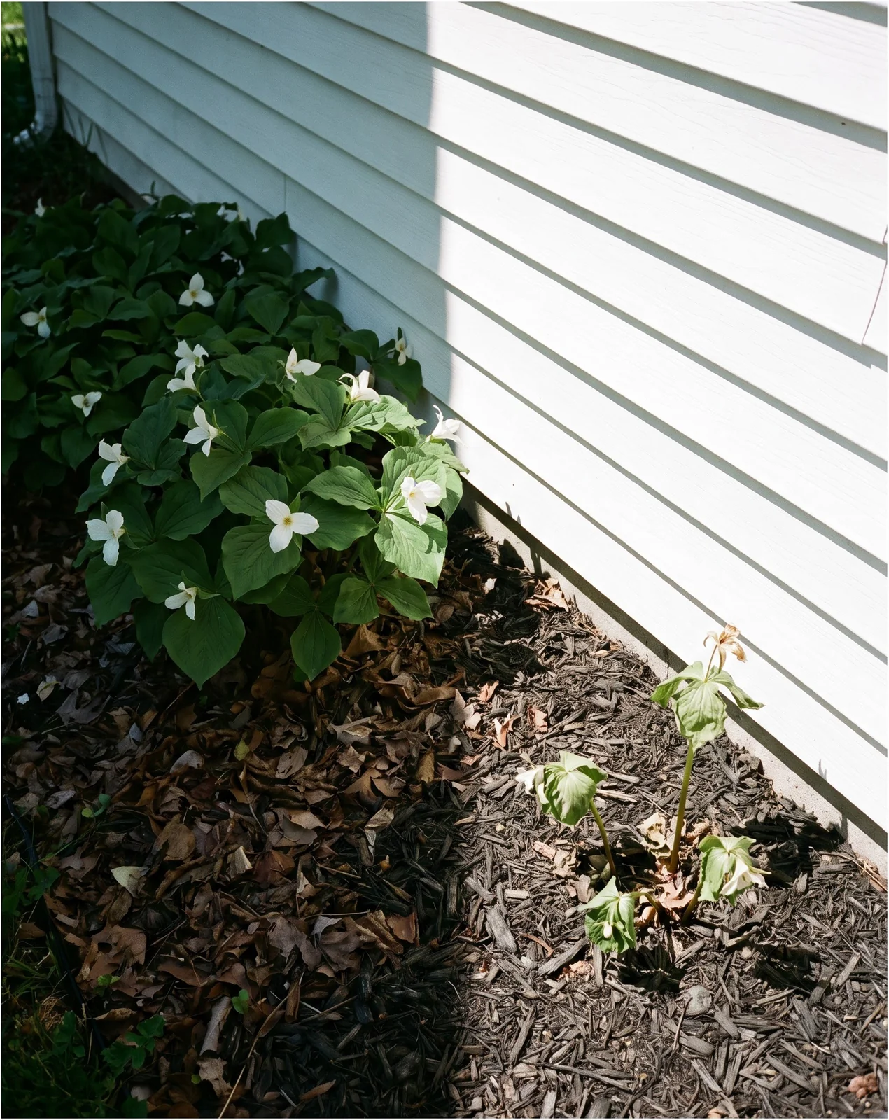 One trillium planting split by a shadow line, dense and flowering in shade and thin and heat-curled in afternoon sun