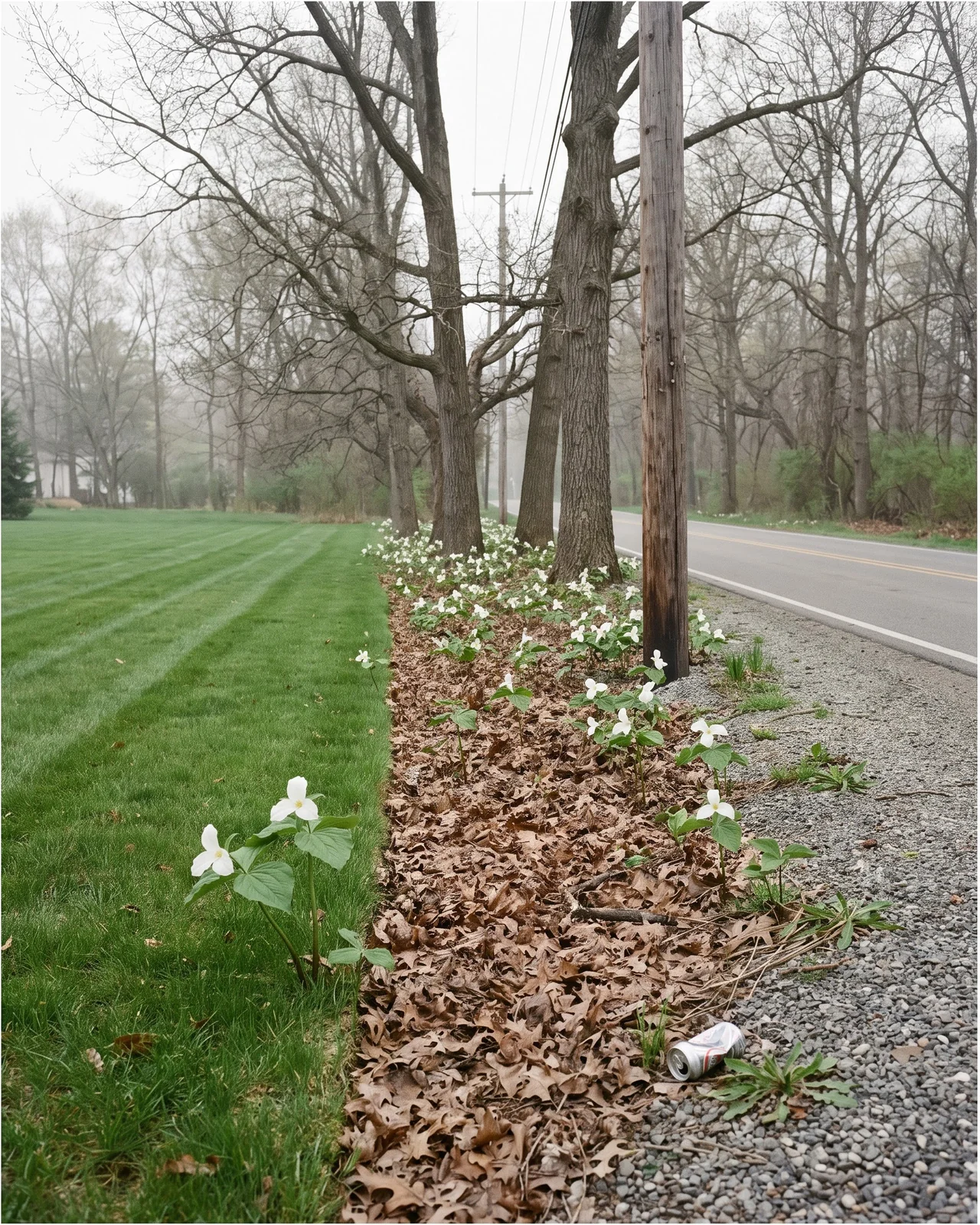 A narrow strip of woodland carrying trillium, squeezed between a mown subdivision lawn and a two-lane road