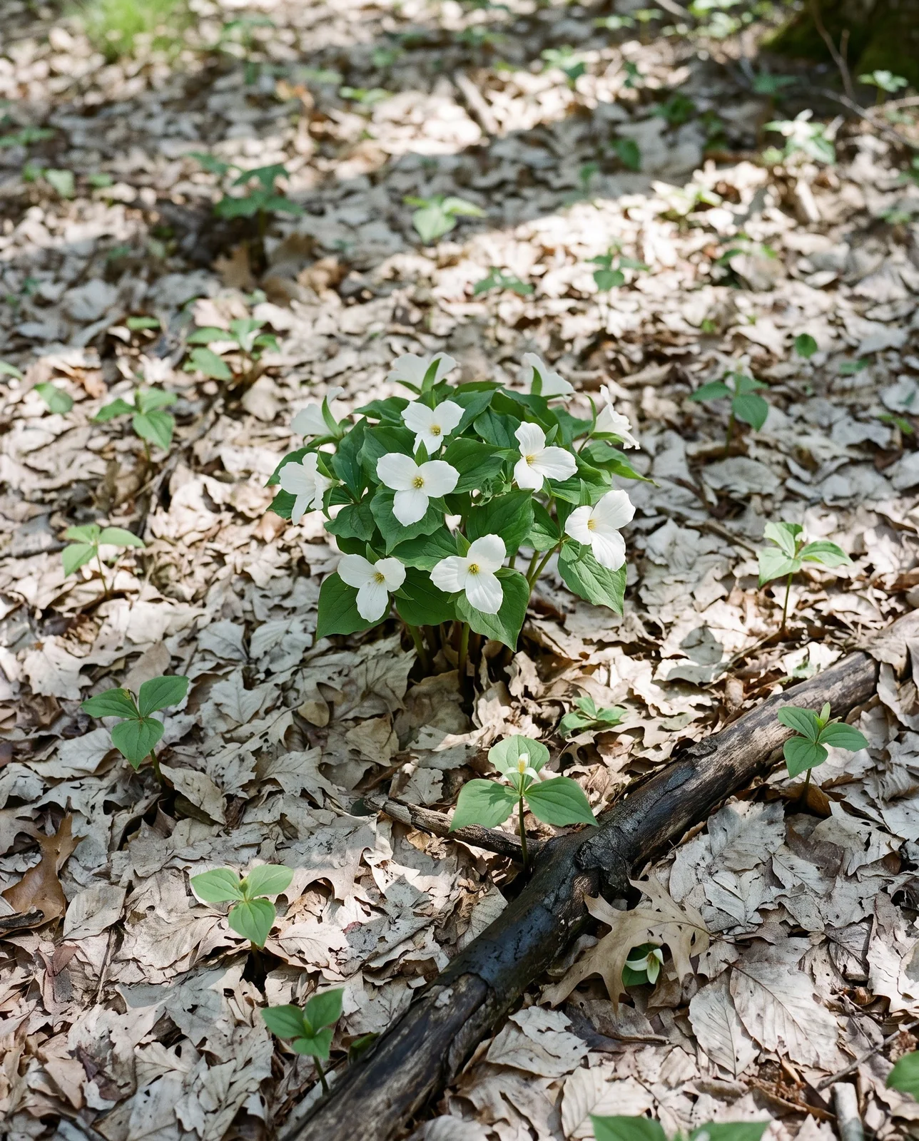 Small single-leaf trillium seedlings scattered at odd distances in a loose ring around one large old flowering clump