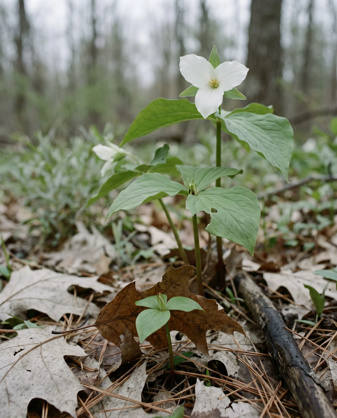 A one-leaf trillium seedling, a flowerless three-bract juvenile and a flowering adult growing within a foot of each other