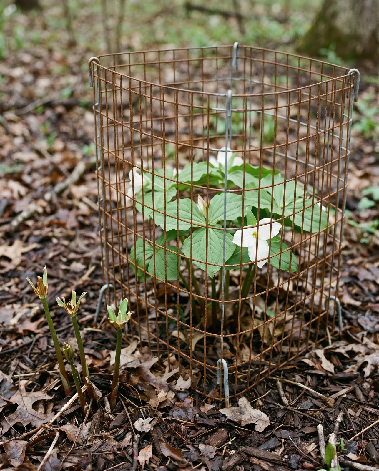 A rusted welded-wire mesh cage pinned over an established flowering trillium clump in a back-yard woodland bed