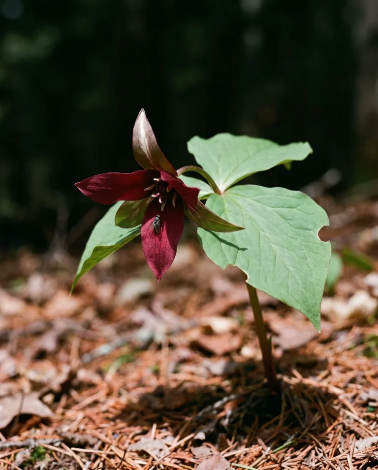 Red wake robin trillium with a single nodding maroon flower on a Vermont hemlock slope