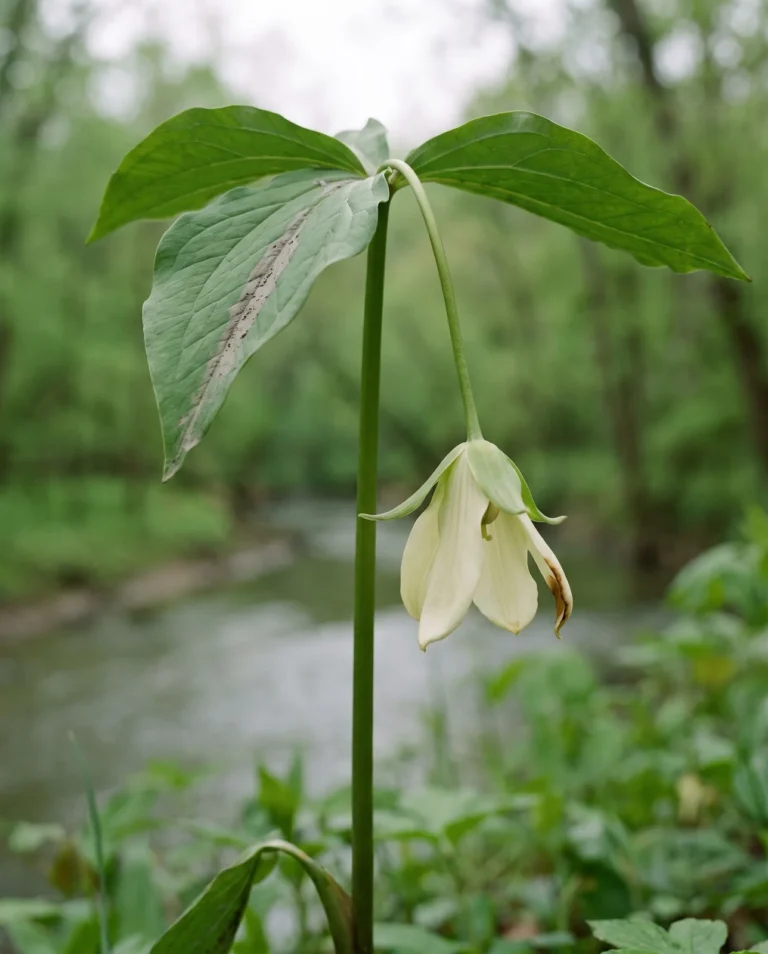 White wake robin, a tall trillium with a creamy flower nodding on a long flexible stalk below the bracts