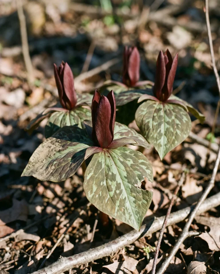 Toadshade trillium with a dark maroon stalkless flower sitting directly on three mottled bracts
