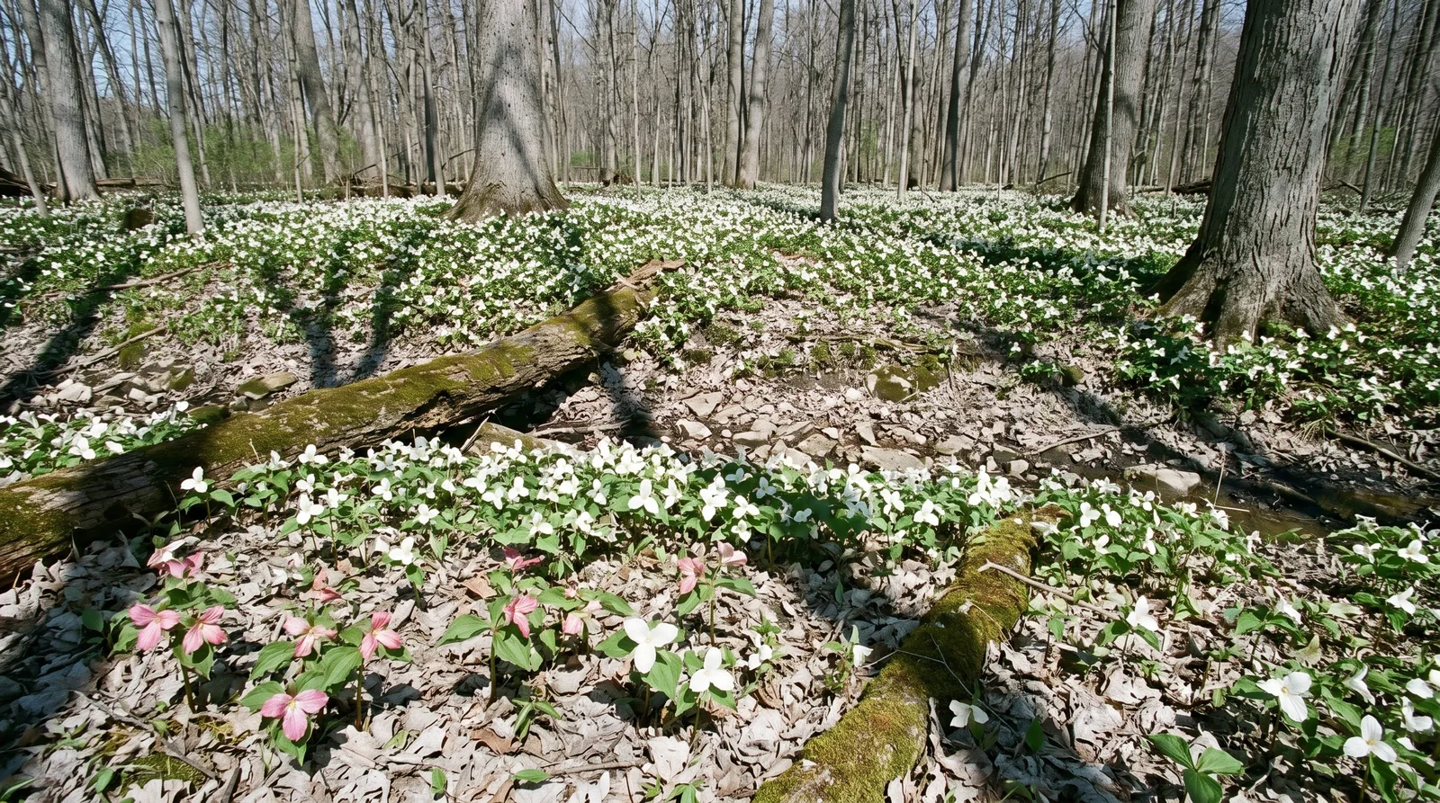 Hundreds of white trilliums drifting across a Wisconsin woodland floor under bare April branches