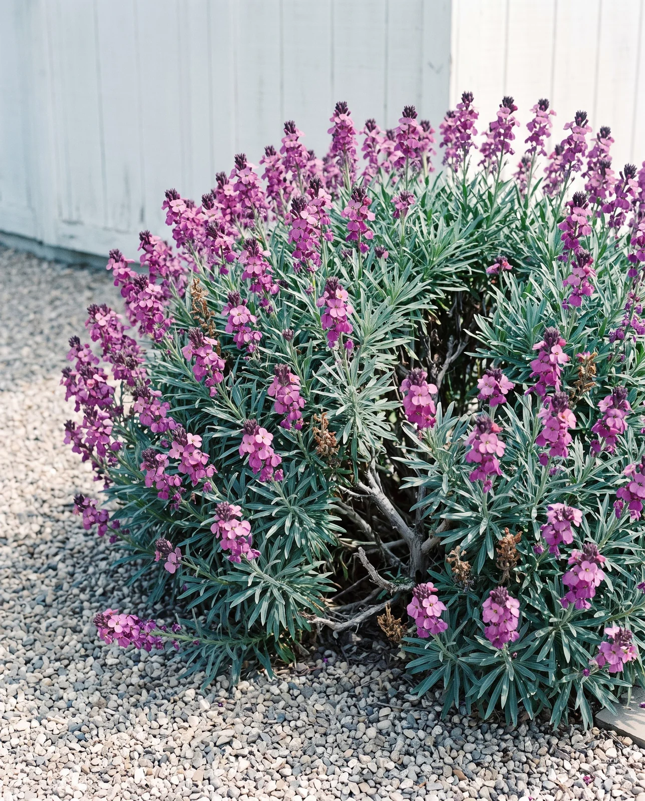 The same gravel path and whitewashed shed, where a perennial mauve wallflower is a dense woody mound in full flower