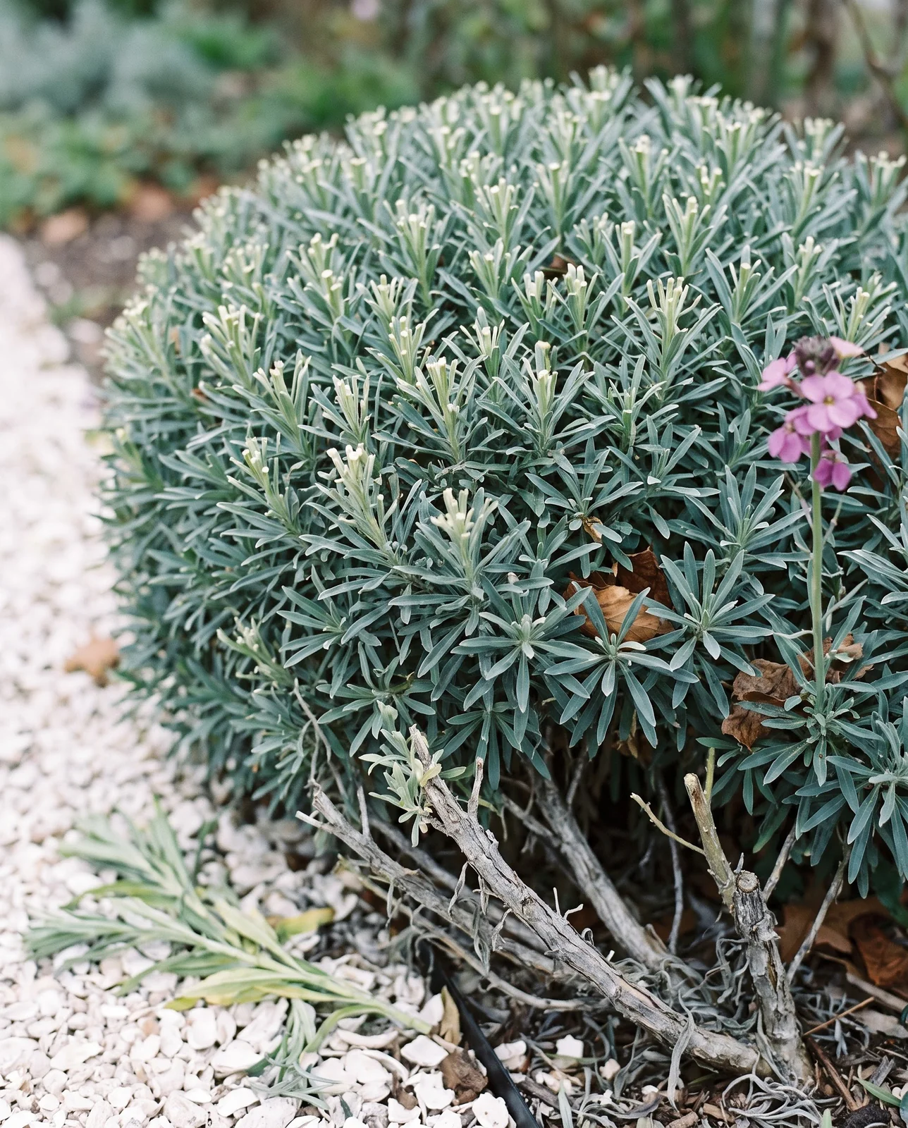 A perennial wallflower after a light autumn trim, pale cut tips on the soft growth only and the woody base untouched