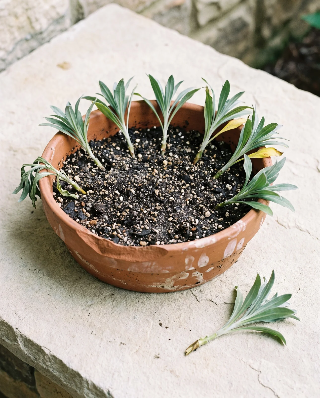 Wallflower cuttings pulled off with a small heel of bark, stripped of lower leaves and stuck around the rim of a gritty pan