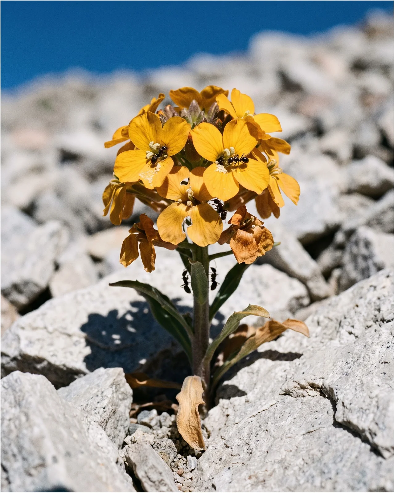Ants crawling over the yellow-orange flowers of a western wallflower growing in high subalpine talus scree