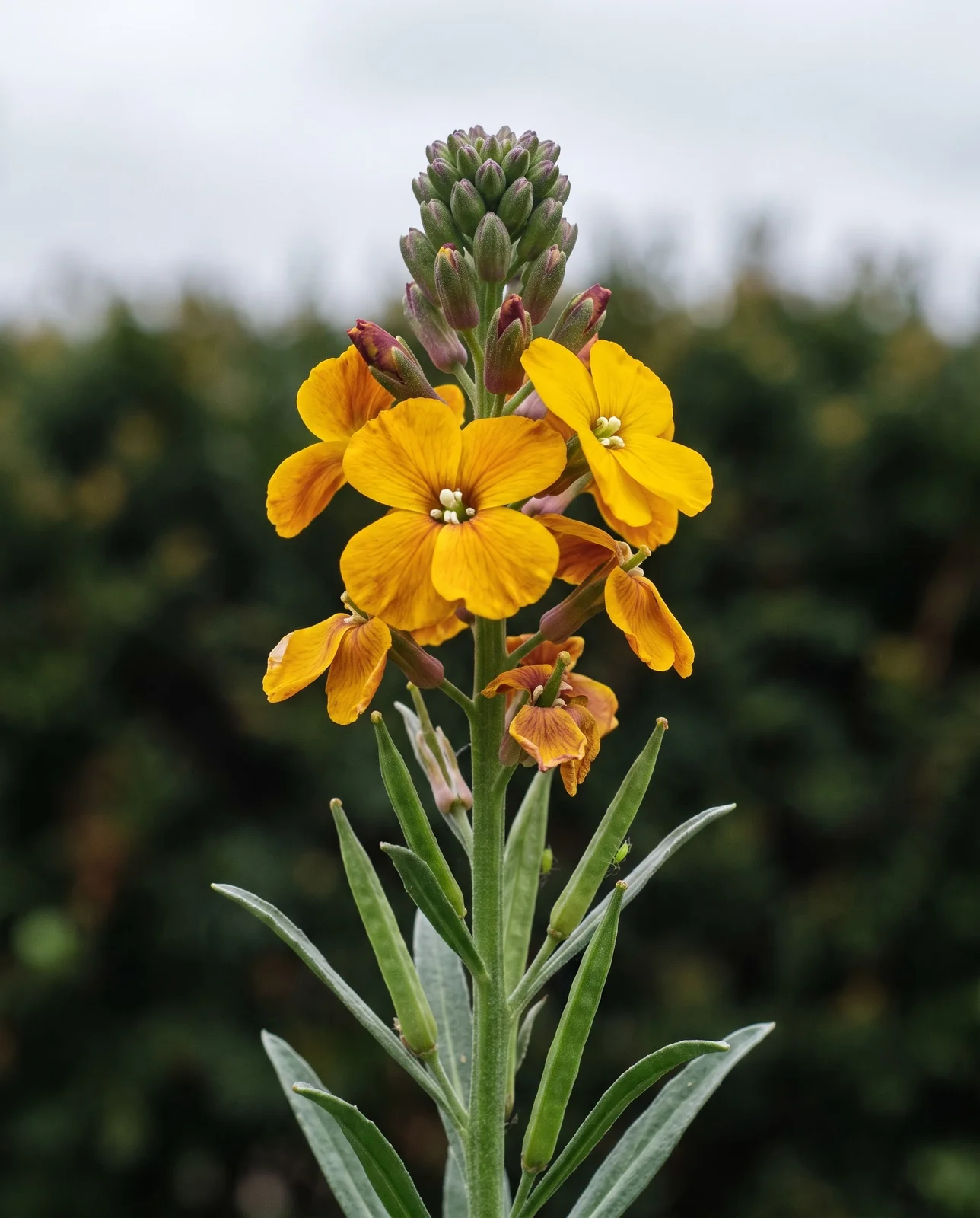 Macro of a wallflower spike showing tight buds at the tip, four-petalled open flowers below and slim green seed pods lower down