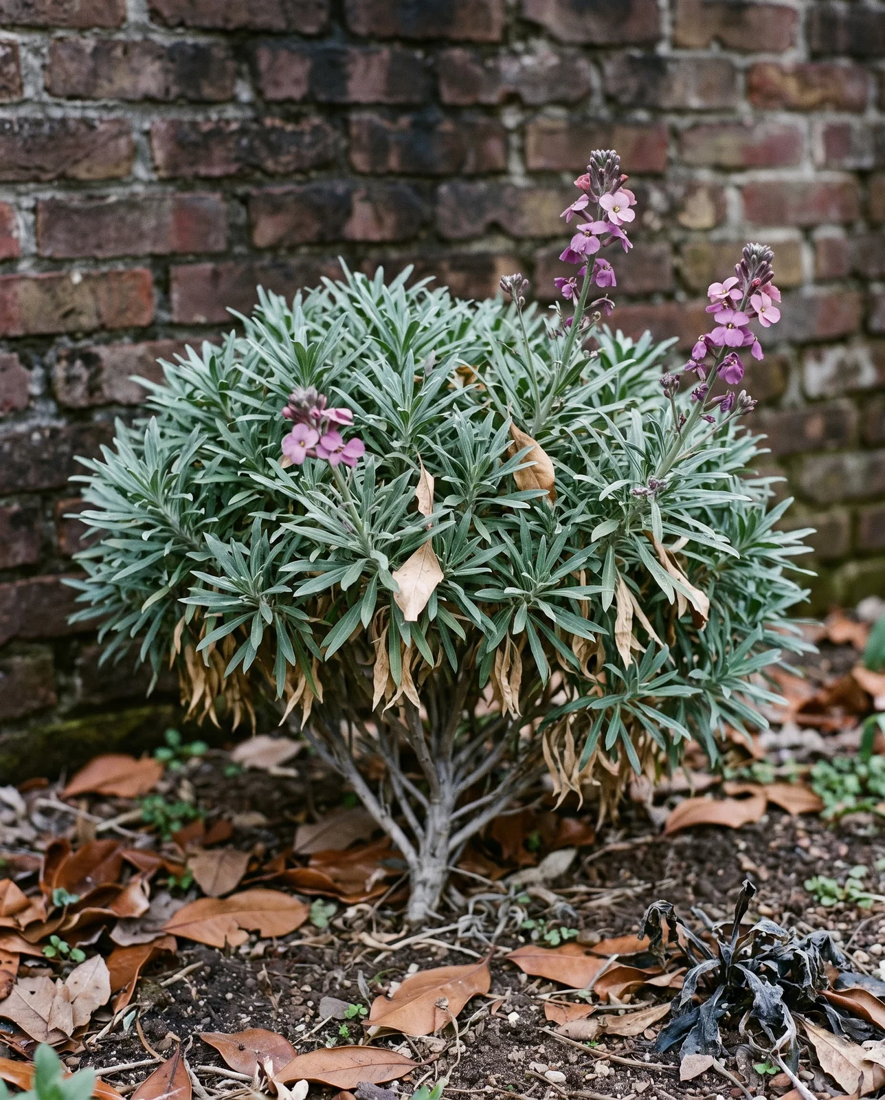 A perennial wallflower still in grey-green leaf in January in a mild-winter garden, carrying a few open mauve flowers