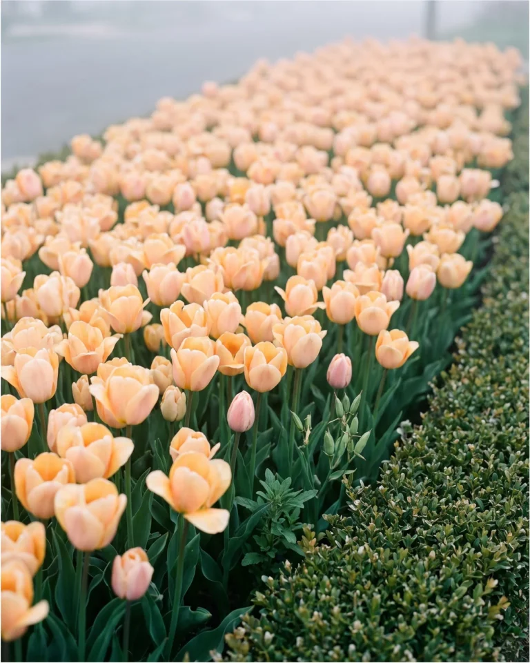 Sunset Apricot bedding wallflowers massed in a block, soft apricot flowers on short even spikes in sea haze