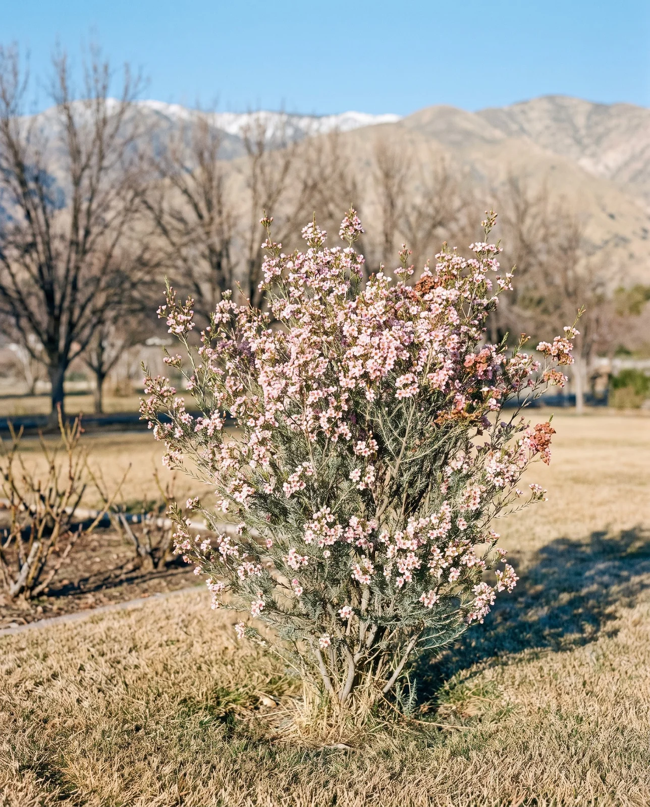 A waxflower shrub in full pink bloom in mid February with bare dormant deciduous trees and brown lawn behind it
