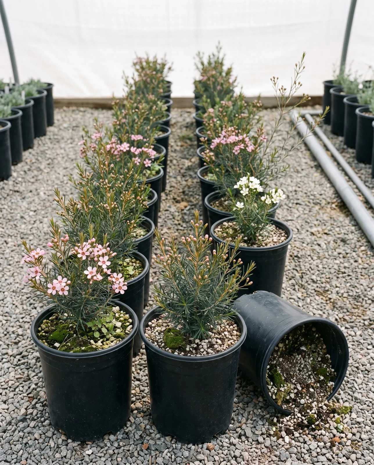 A row of young waxflower plants in plain black nursery cans on a gravel bench under shade cloth at a California nursery