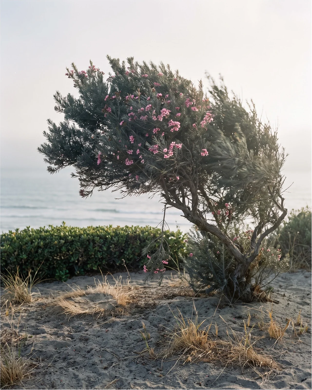 A waxflower shrub combed one way by onshore wind on a sandy bluff garden above the ocean in late afternoon haze