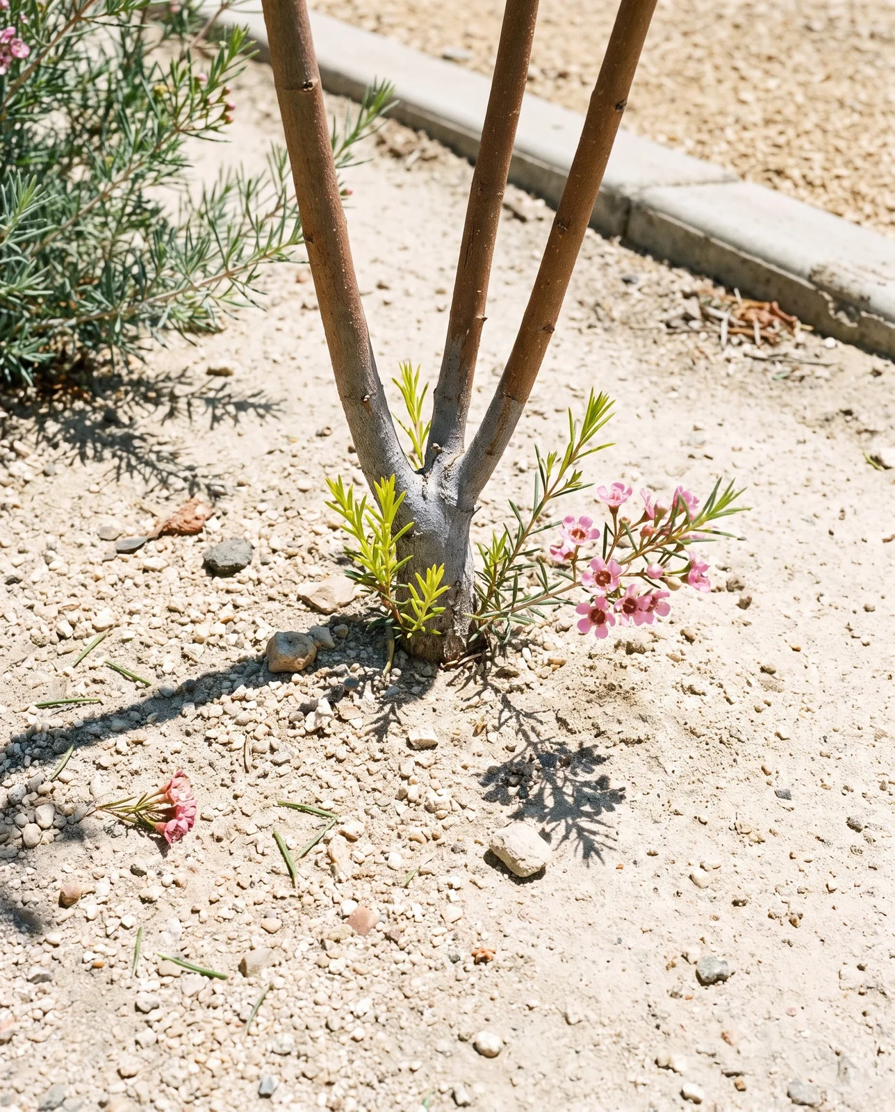 The base of a waxflower shrub standing in loose pale sand and grit with no dark soil anywhere, under hard midday sun