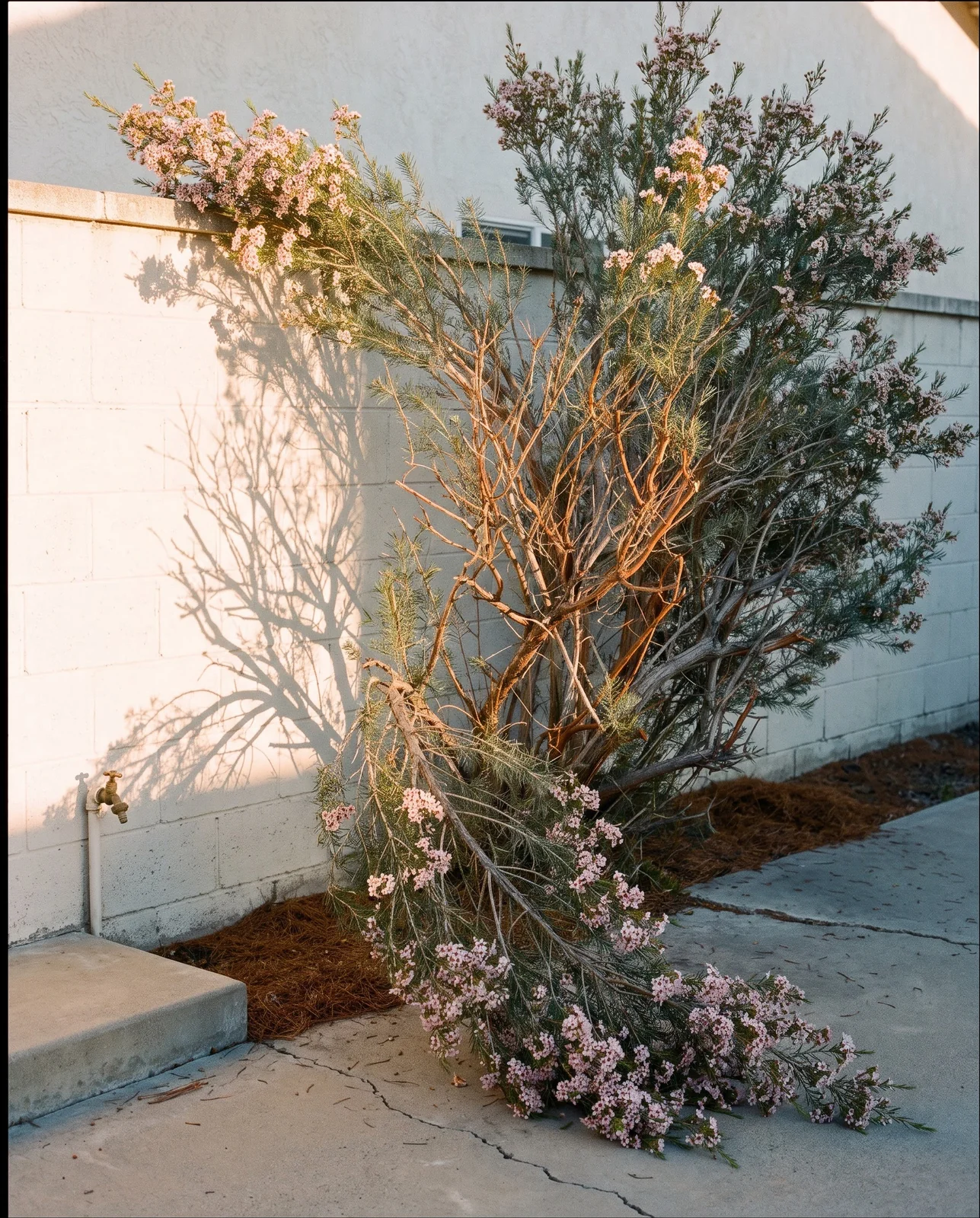 A mature waxflower leaning open against a whitewashed block wall at golden hour, one limb resting on the coping for scale