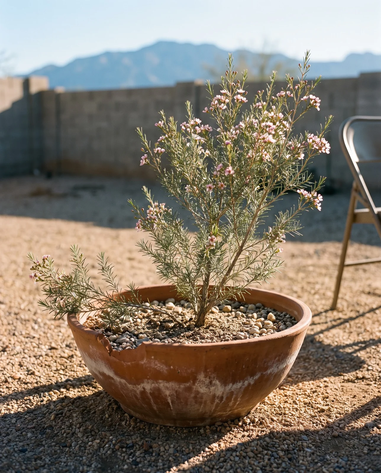 A waxflower in flower in a terracotta pot of gritty mix on a dry gravel patio in Tucson, low October sun