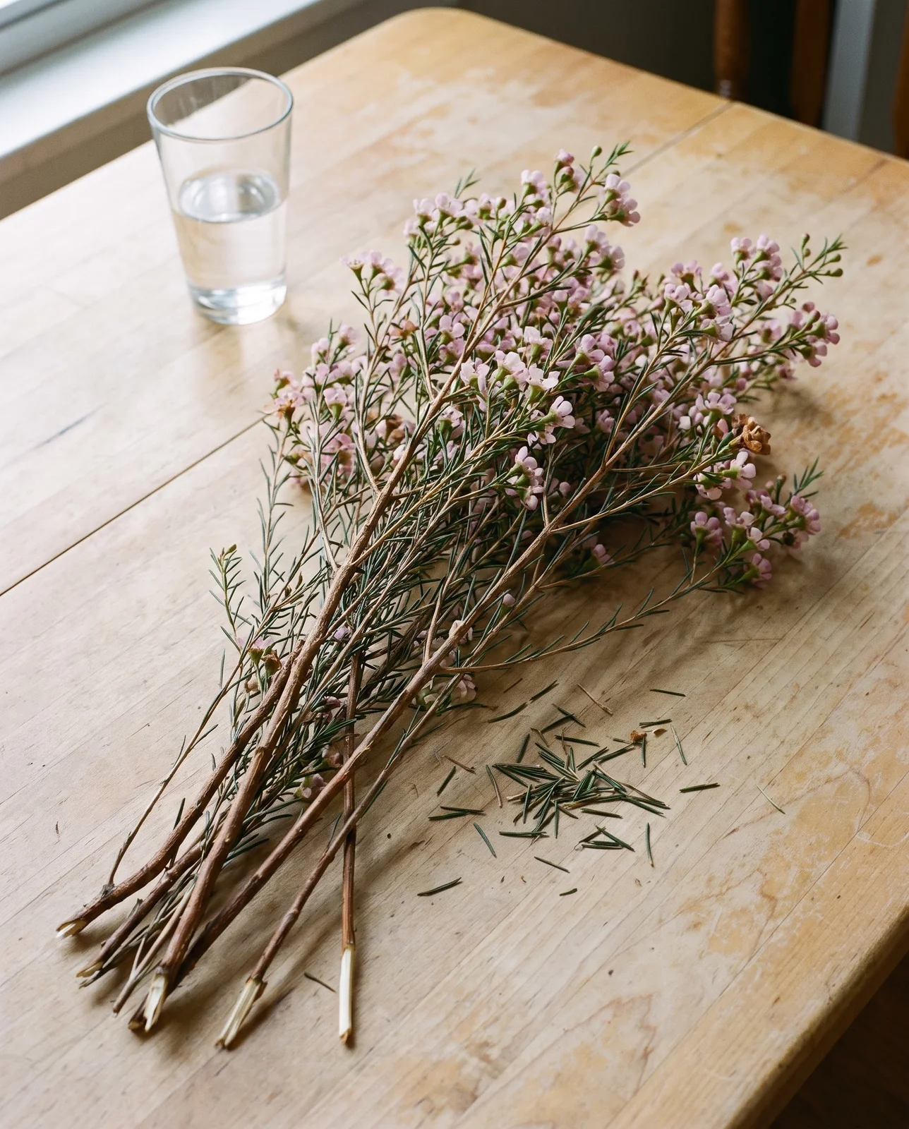 A florist bunch of waxflower stems lying untied on a scrubbed maple table in flat north light, needle foliage and small pink stars