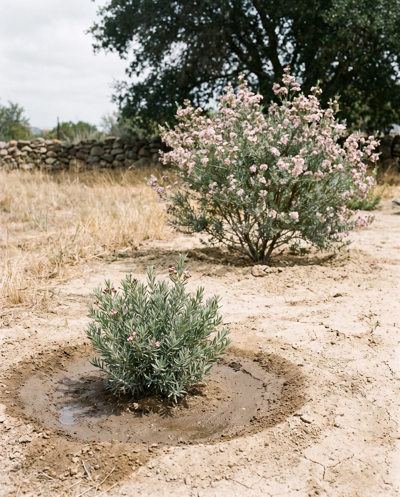A young waxflower with a damp watering basin around it beside an older established plant standing on dust-dry ground