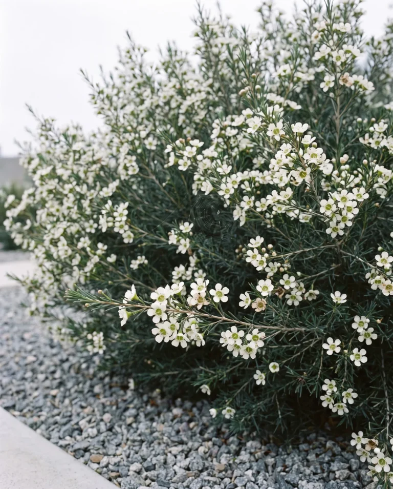 A white-flowered Album waxflower over grey gravel under flat overcast, chalk-white stars with green centres