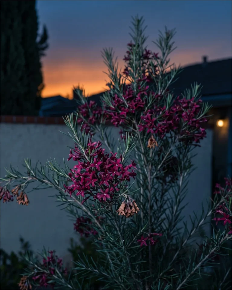 Red-purple University waxflower flowers glowing at dusk against a darkening yard