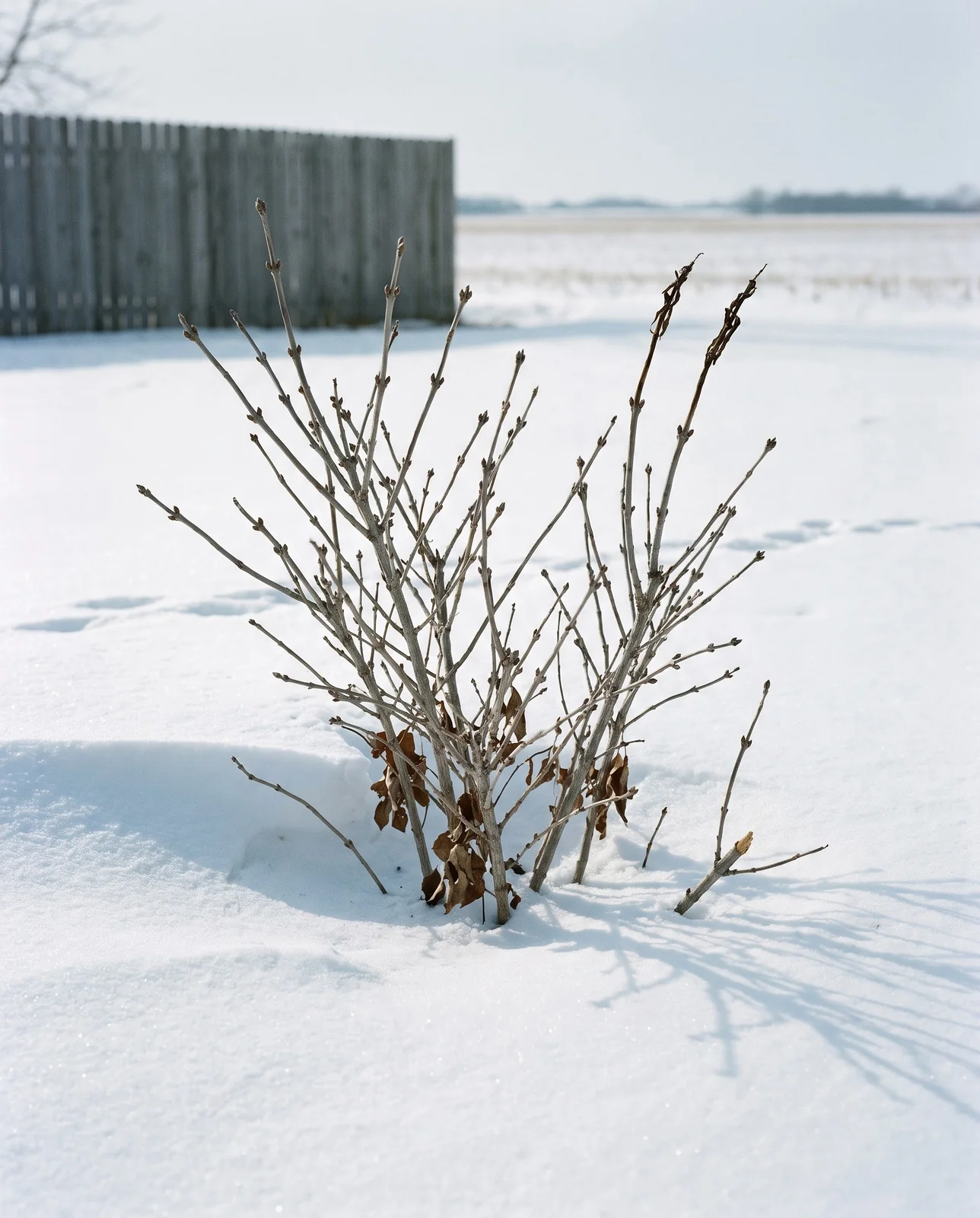 Bare dormant weigela with its lower canes buried in a snowdrift in an open winter yard