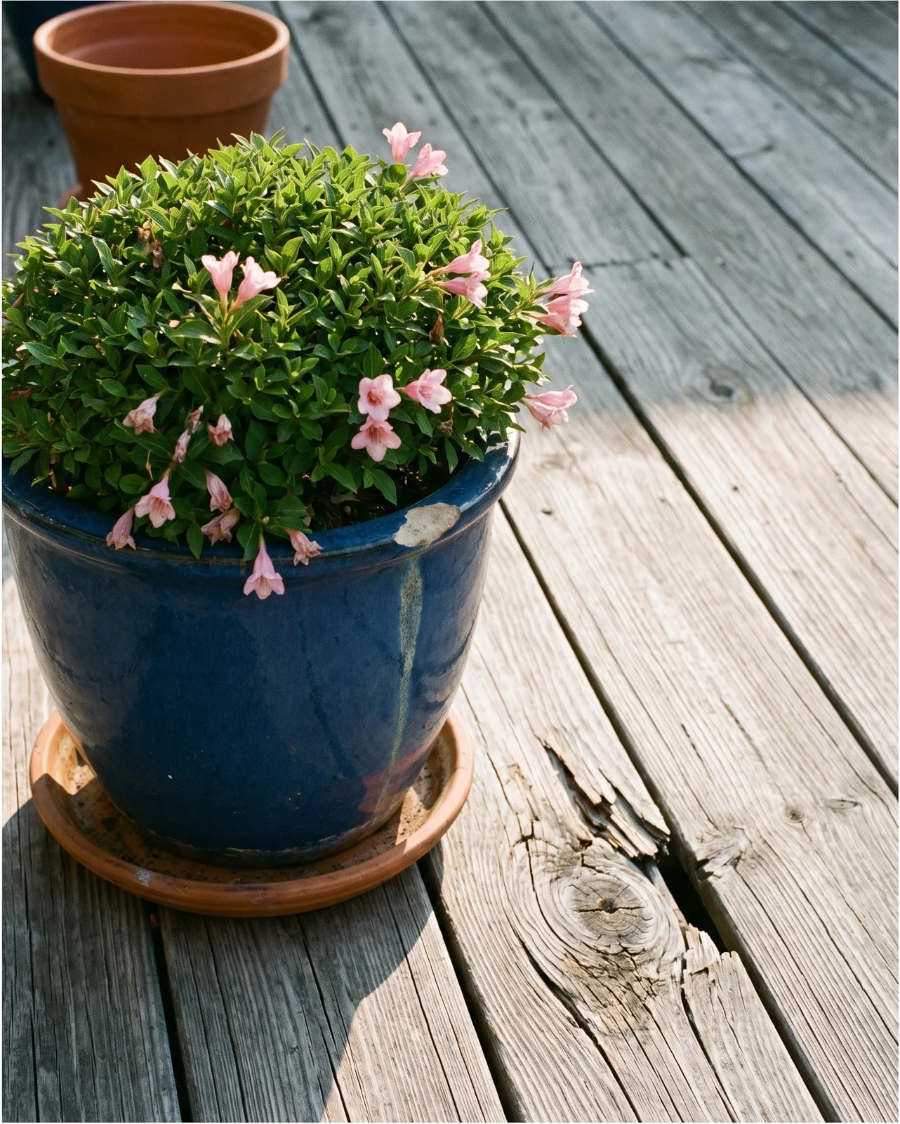 Dwarf weigela under two feet tall growing in a glazed pot on a wooden deck