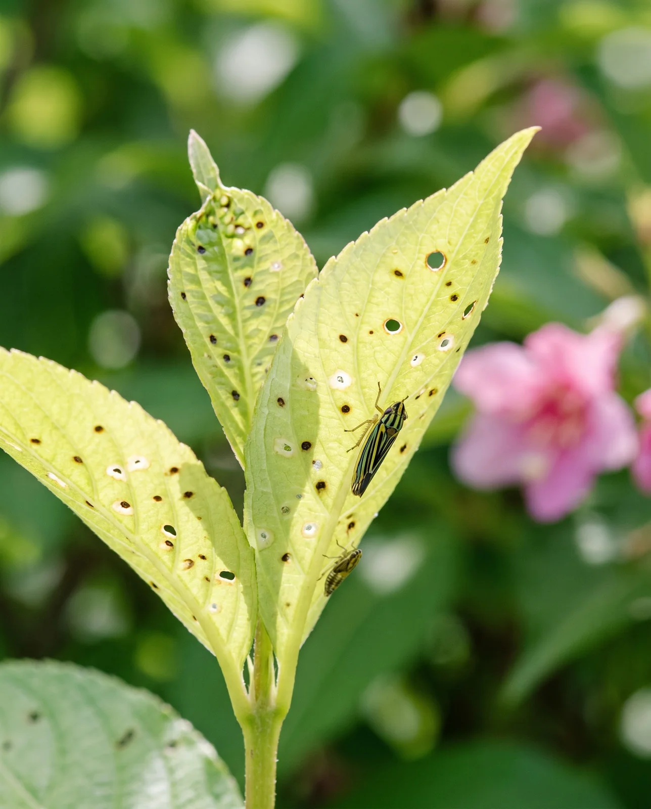 Tender weigela shoot tip with sunken round translucent spots and holes, and a striped fourlined plant bug on a leaf