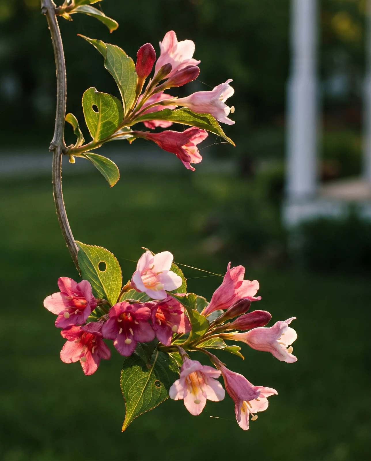 Close view of funnel-shaped weigela flowers in leaf-axil clusters along an arching stem with toothed leaves