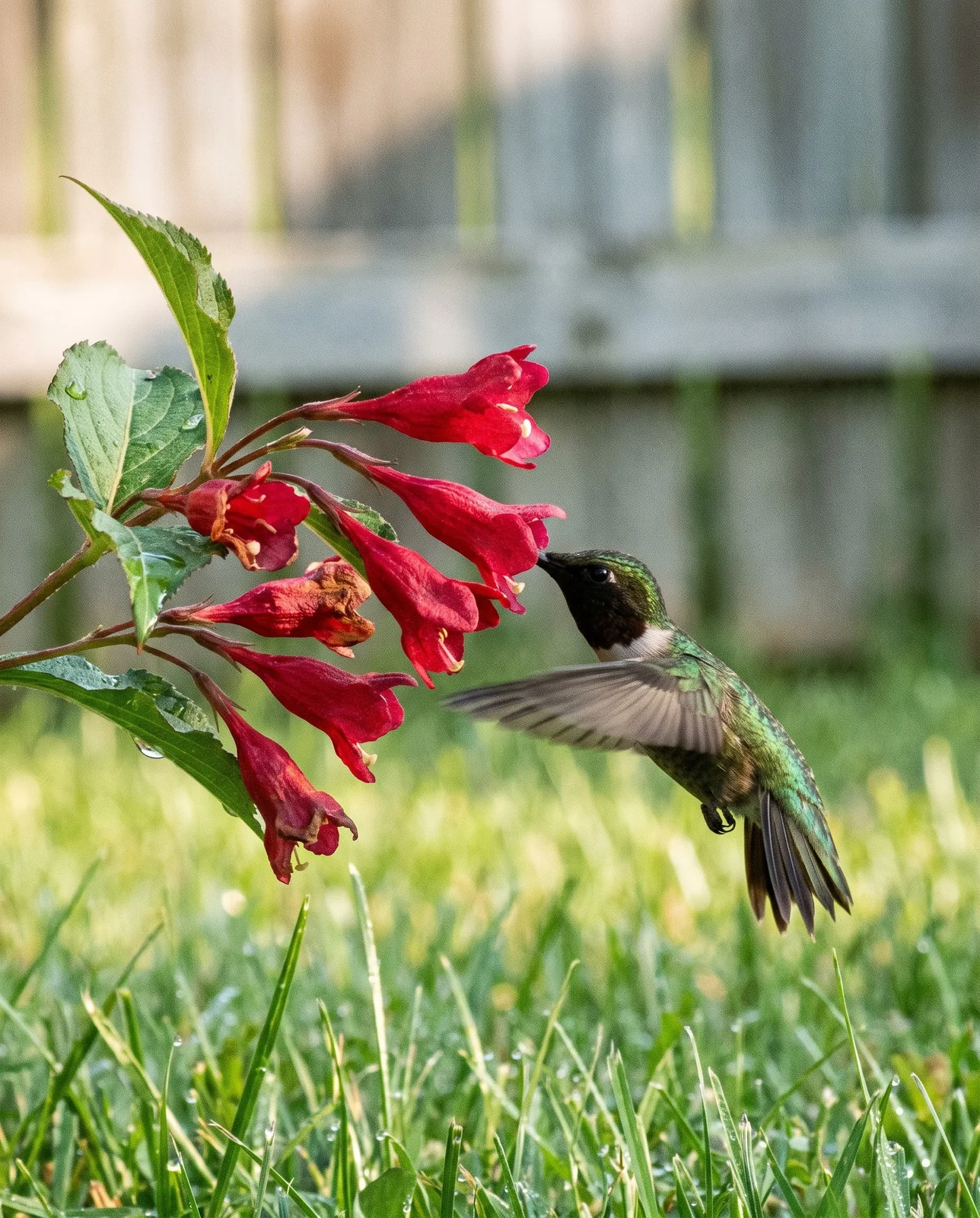 Ruby-throated hummingbird hovering at red tubular weigela flowers with wings blurred