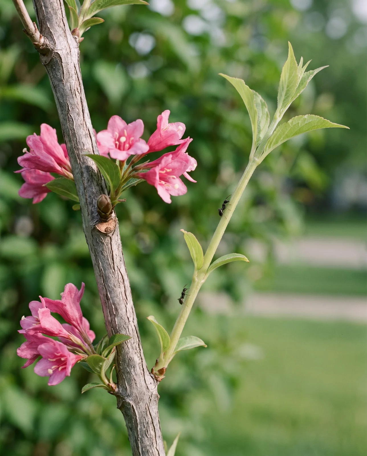 Grey year-old weigela wood carrying flowers beside a bare pale green current-season shoot with none
