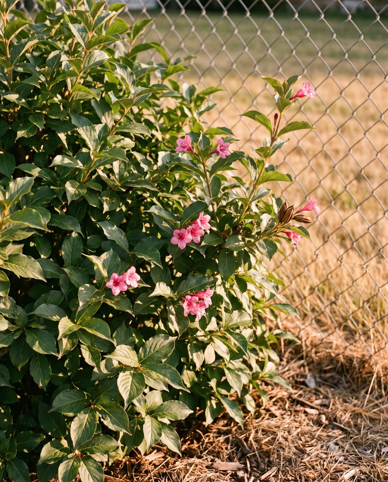 Late summer weigela with only a thin scatter of flowers among full green leaves, unlike the spring flush