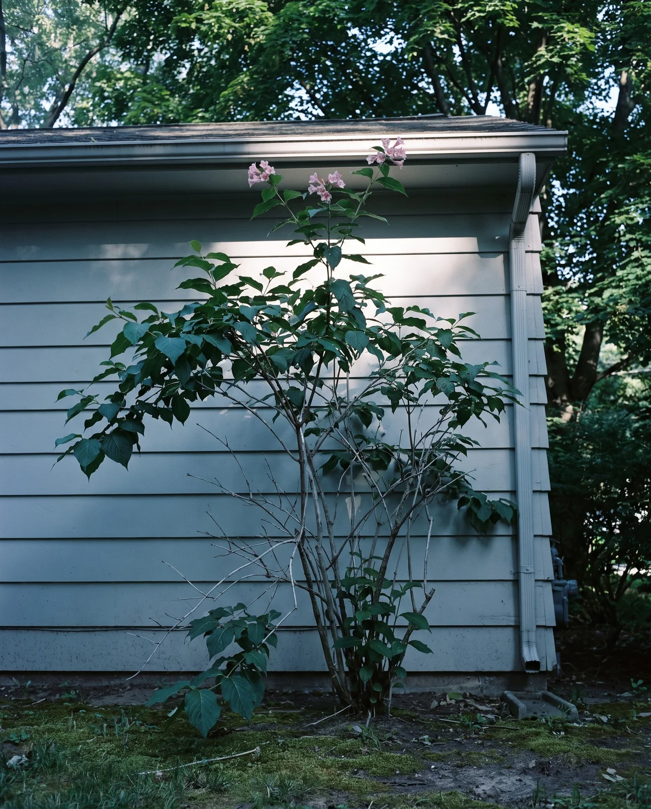 Leafy healthy weigela in deep shade carrying only a few flowers at its sunlit top